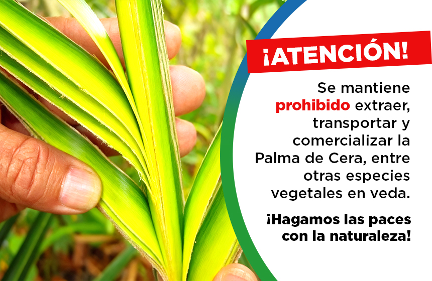 Se mantiene la prohibición para comercializar especies vegetales