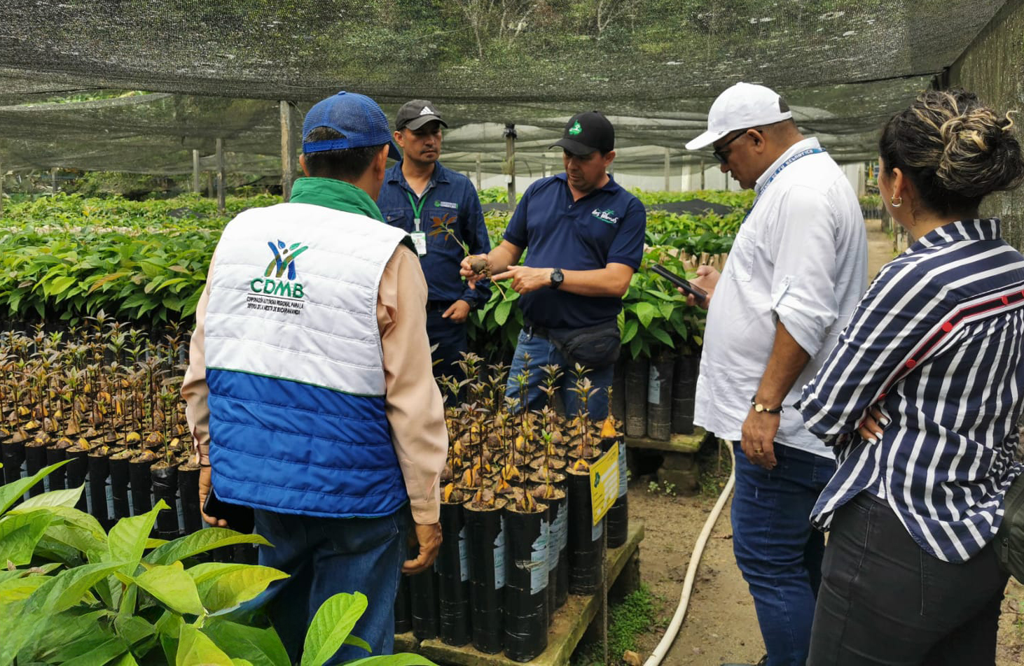 La CDMB celebra el Día Mundial del Árbol por su importancia para el ecosistema y soporte de la vida