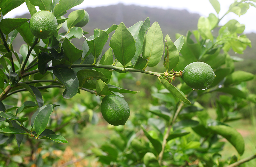 La CDMB celebra el Día Mundial del Árbol por su importancia para el ecosistema y soporte de la vida