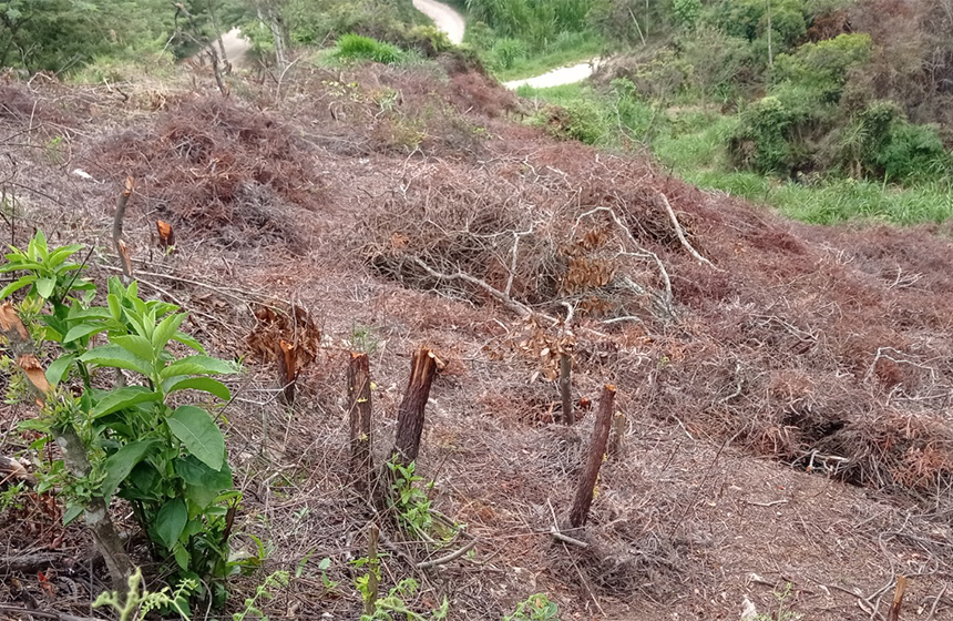 Por amenaza alta de incendios de cobertura vegetal, la CDMB exhortó a la comunidad a evitar las ‘quemas abiertas’