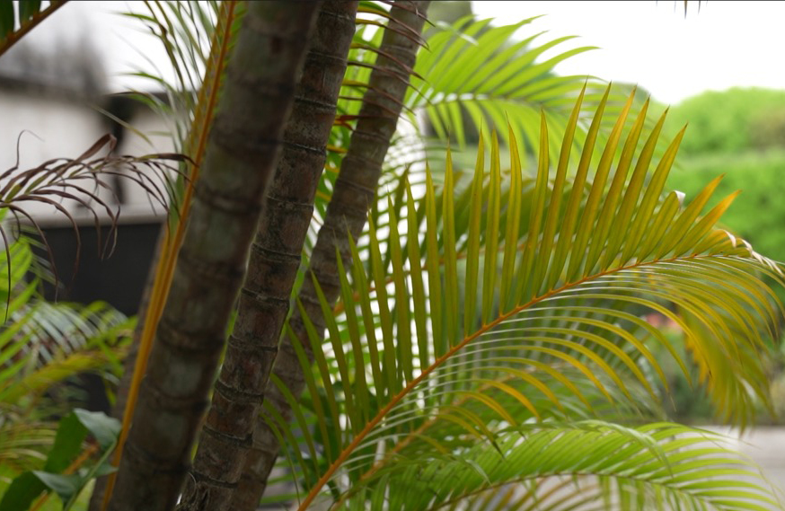 CDMB inició la entrega de más de 25 mil palmas como medida de conservación durante esta Semana Santa