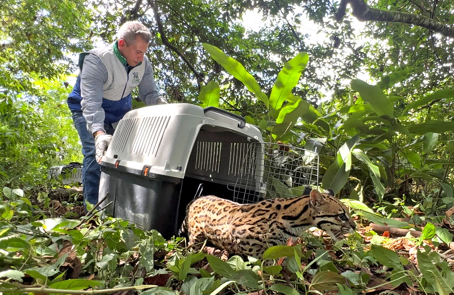 El ´tigrillo´ emprendió el viaje hacía la libertad