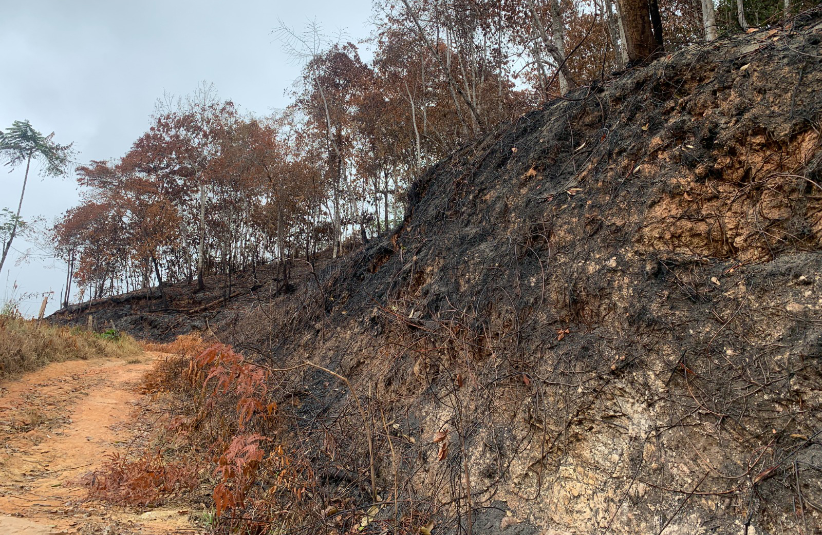 La CDMB alerta sobre amenaza alta de incendios forestales