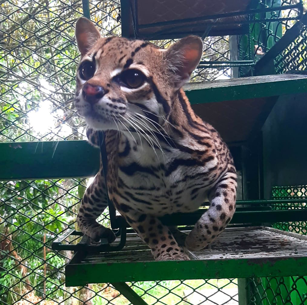 Sano y Salvo se encuentra ´tigrillo´ rescatado por la Policía Ambiental y la CDMB 