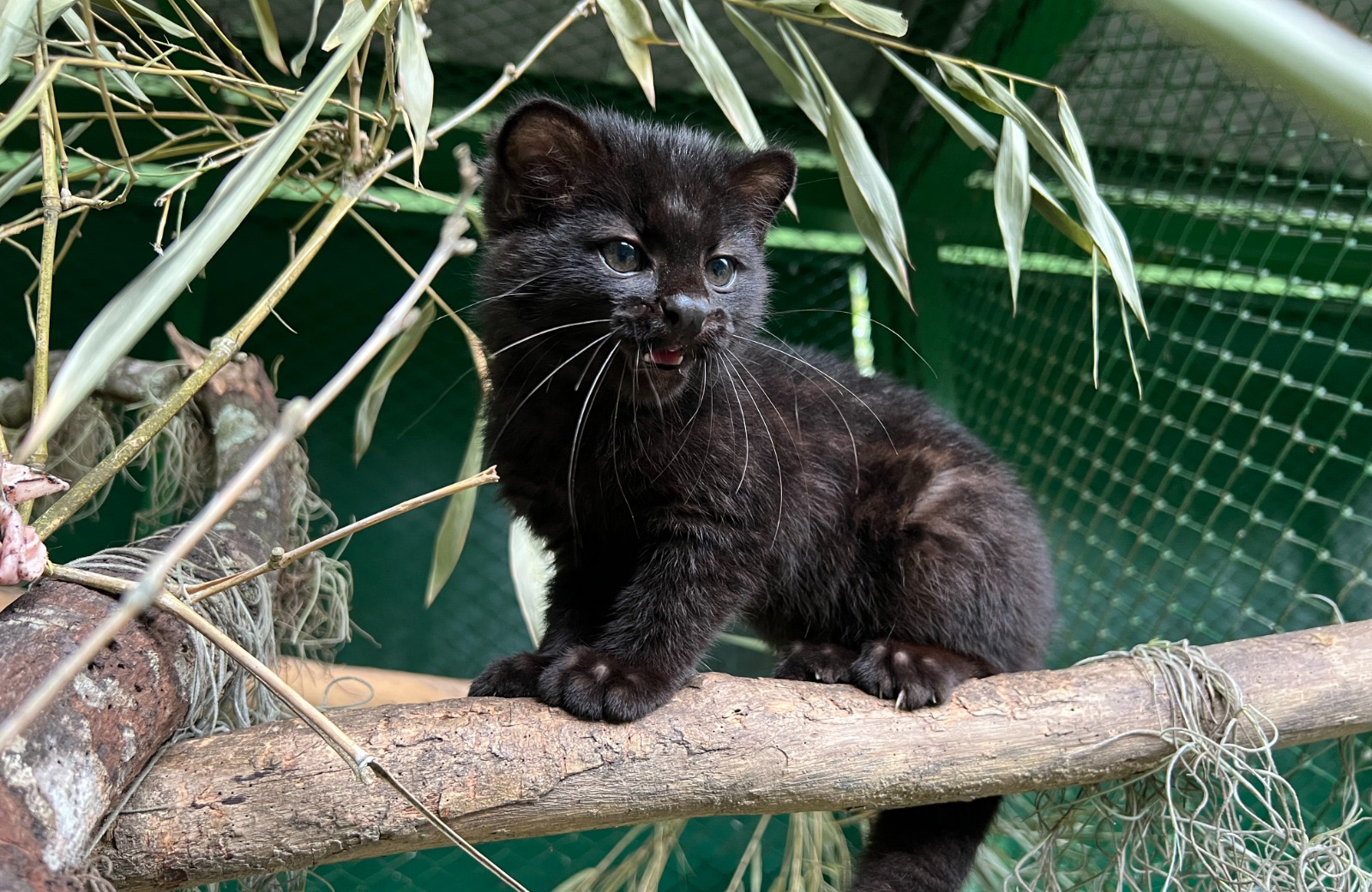 &quot;Tigrillo Lanudo&quot; listo para irse a cazar