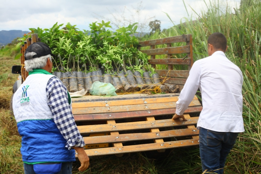 En el marco del día del Campesino, productores agrarios celebran implementación del proyecto de Agroforestería de la CDMB