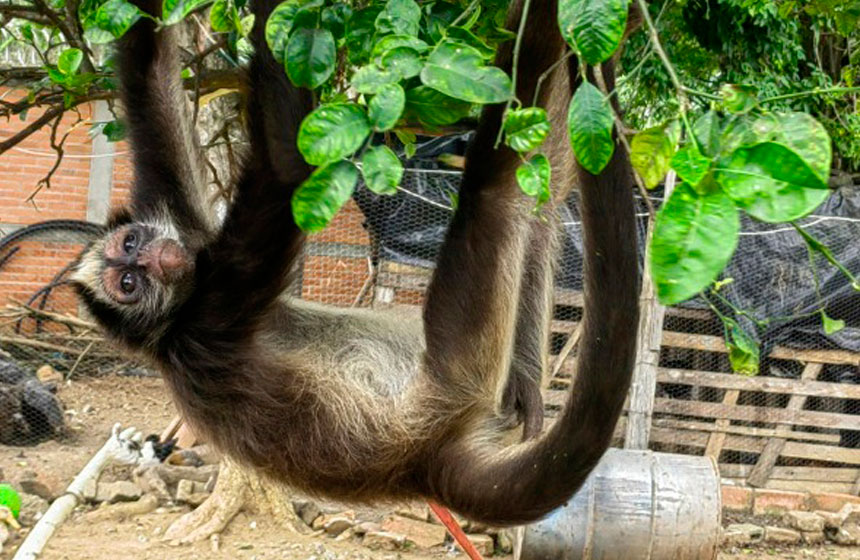 CDMB y Policía Ambiental rescatan un Mono Araña, especie en peligro crítico de extinción