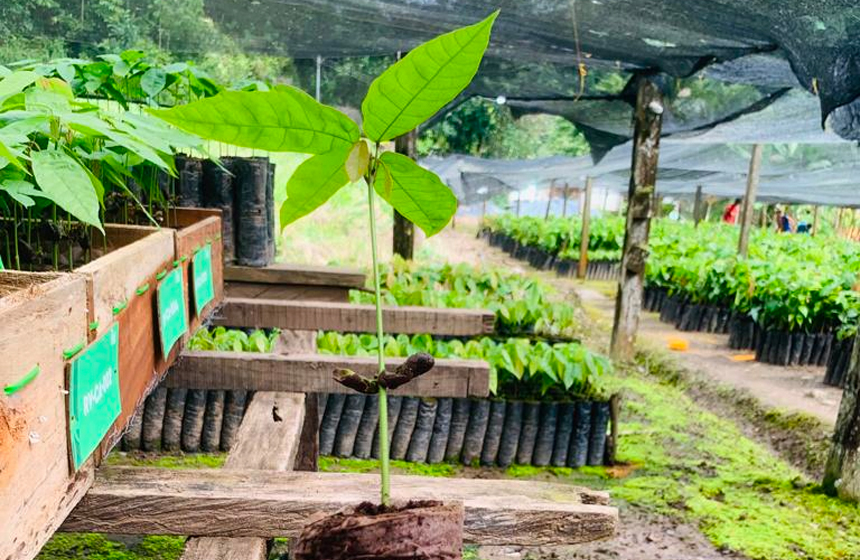 La CDMB impulsa la germinación ecológica de plántulas para cultivos sostenibles