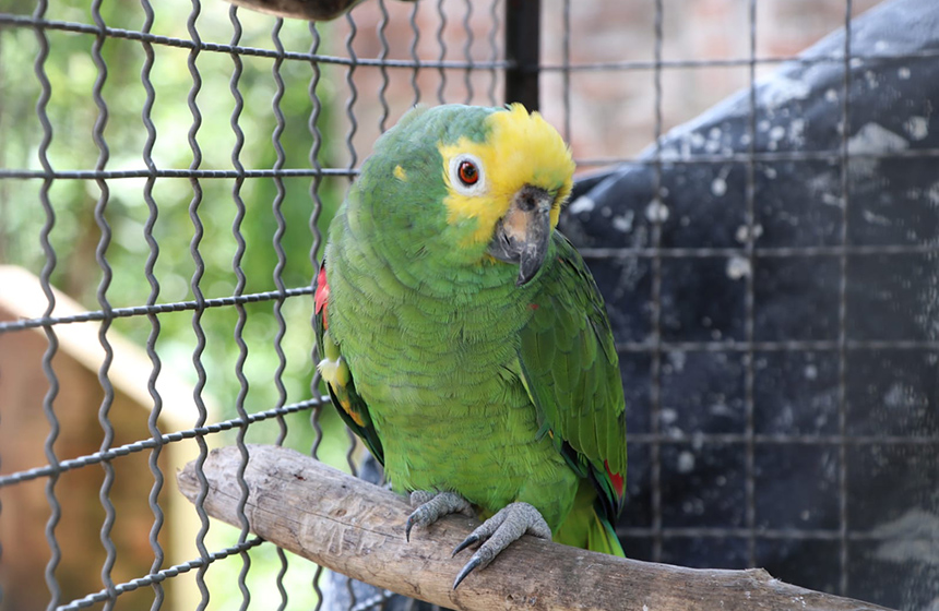 Insisten en domesticar animales silvestres en Santander, un crimen contra la salud de la naturaleza