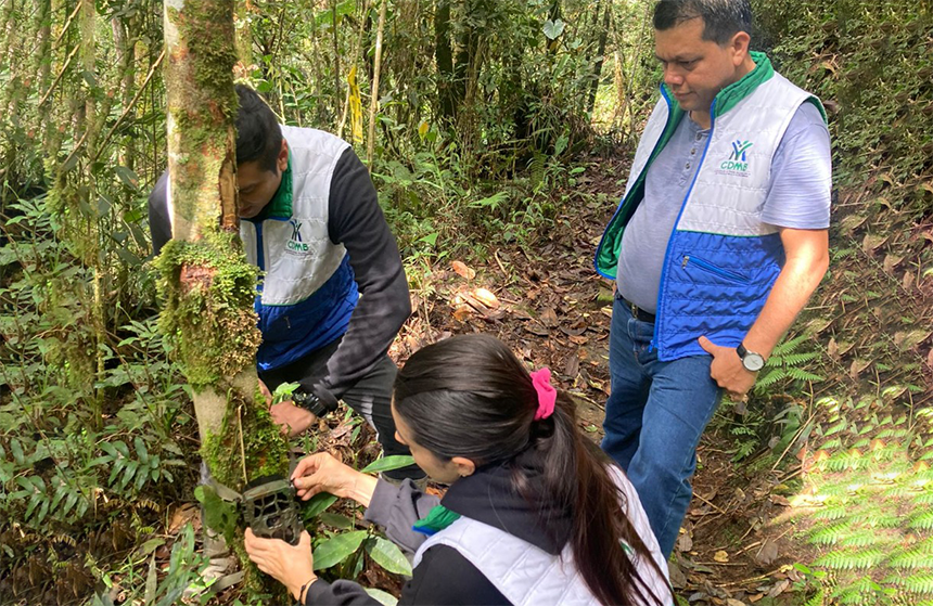 La CDMB formula estrategia para la conservación del oso andino, guardián de los páramos