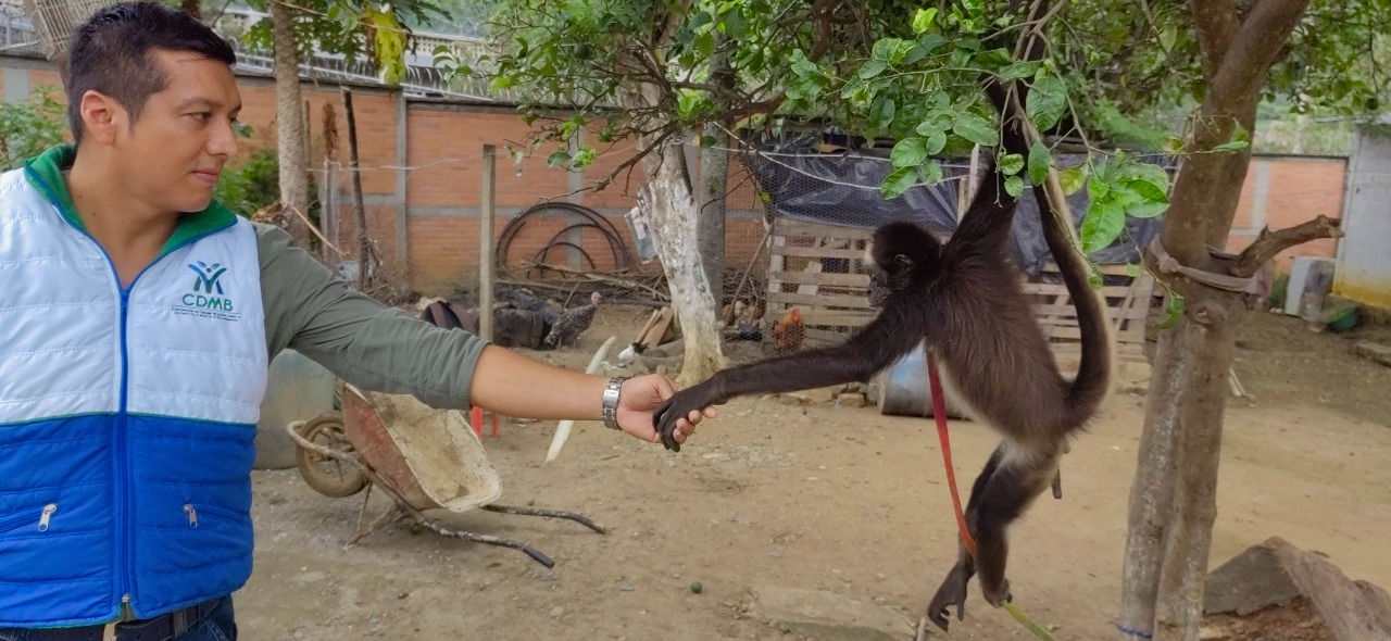 CDMB y Policía Ambiental rescatan un Mono Araña, especie en peligro crítico de extinción