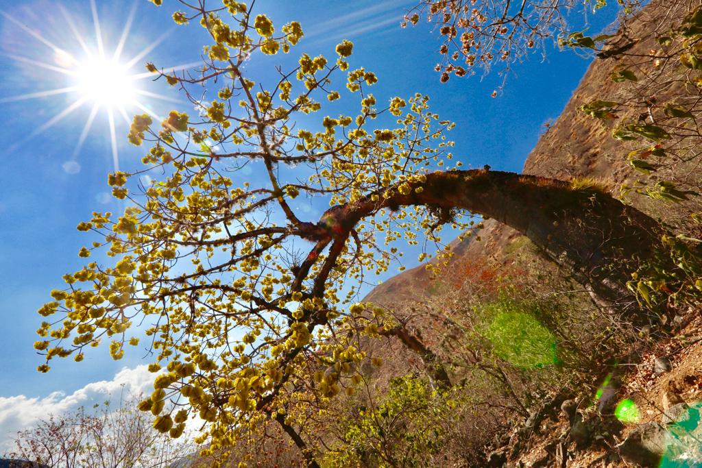 ¡Aprobado! El ecosistema seco del Cañón del Chicamocha, en jurisdicción CDMB, fue declarado Área Protegida