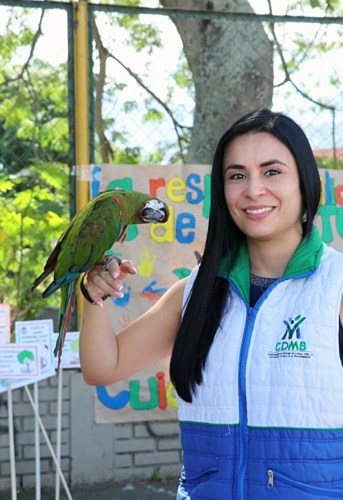 Guacamaya escapó de su cautiverio y fue rescatada por la CDMB