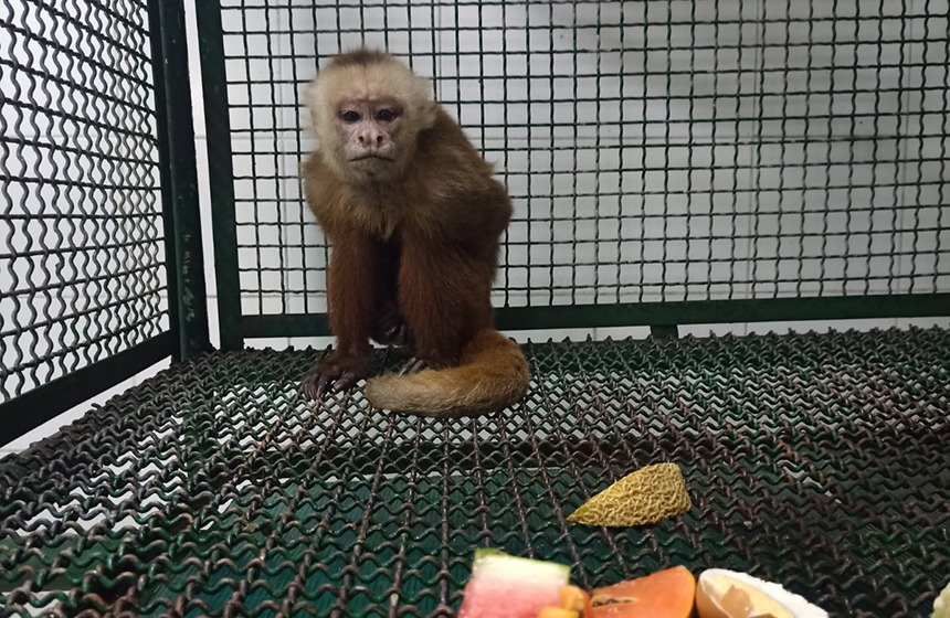  Crueldad en el barrio Bucaramanga con un mono cariblanco en estado crítico