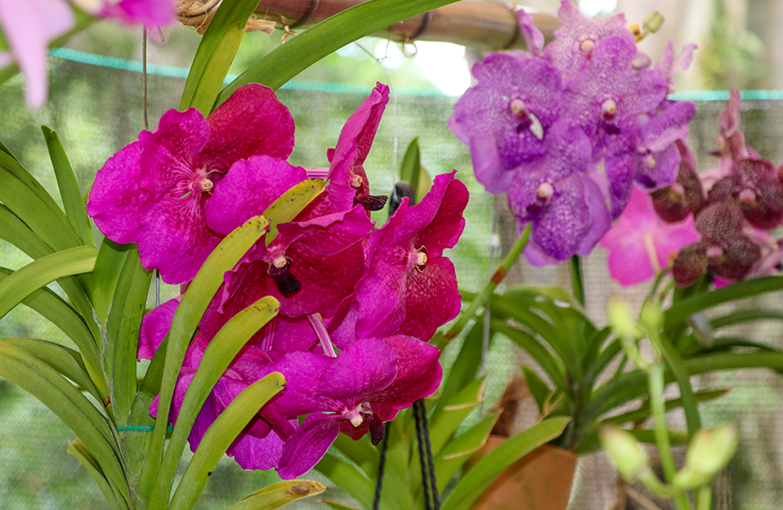 CDMB y Asociación de Orquideología de Santander presentan la 13ª Exposición Nacional de Orquídeas