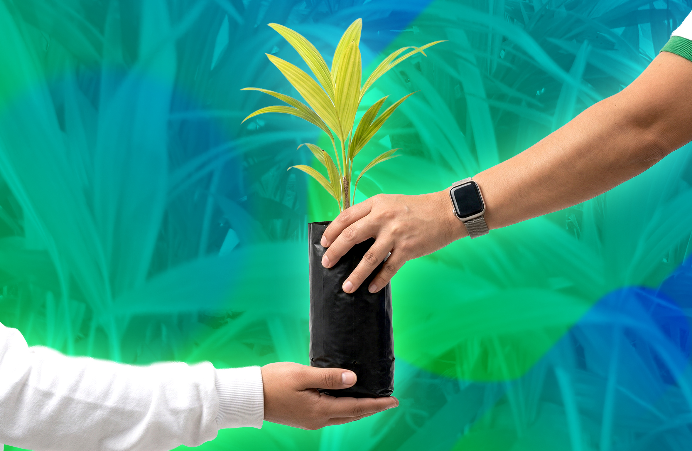 CDMB impulsa entrega de 35.000 plántulas para una celebración sostenible del Domingo de Ramos