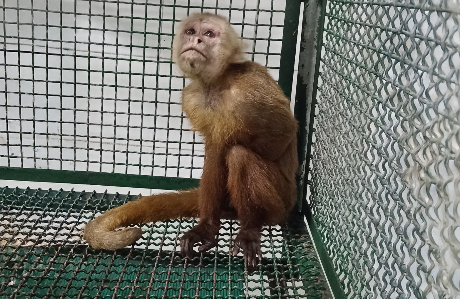  Crueldad en el barrio Bucaramanga con un mono cariblanco en estado crítico