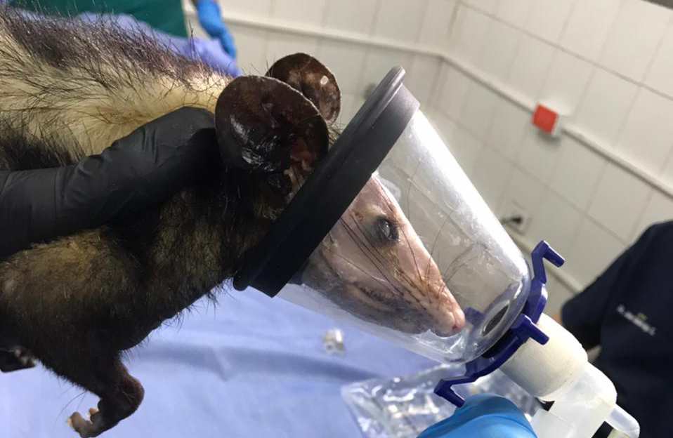 CDMB logra un hito en la recuperación de Fauna Silvestre: 902 animales liberados en su hábitat, en el primer semestre del año