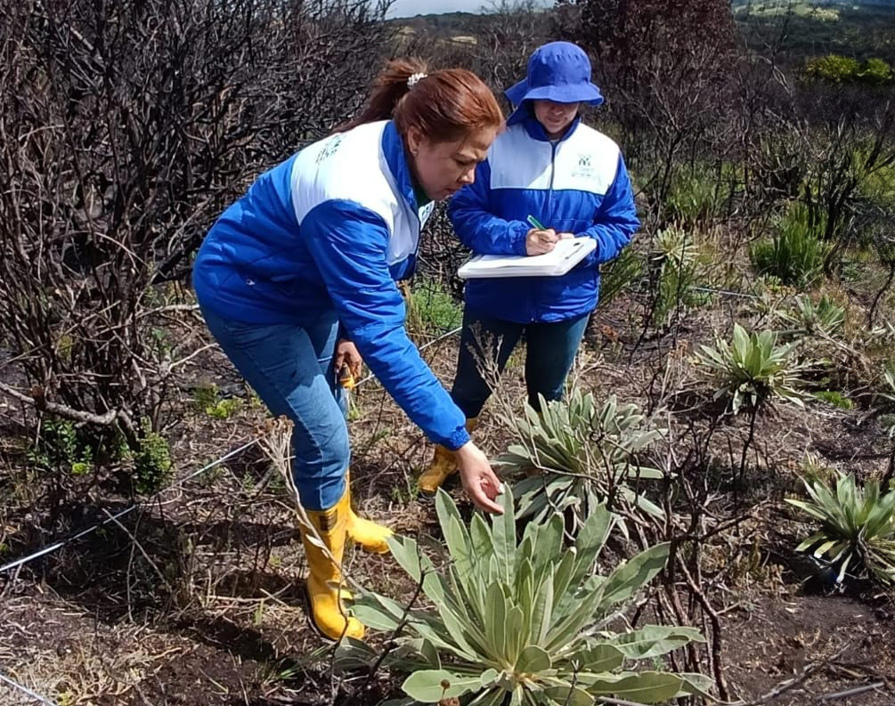 La zona de páramo afectada por incendios de enero 2024 muestra signos de recuperación, CDMB entrega balance positivo a seis meses