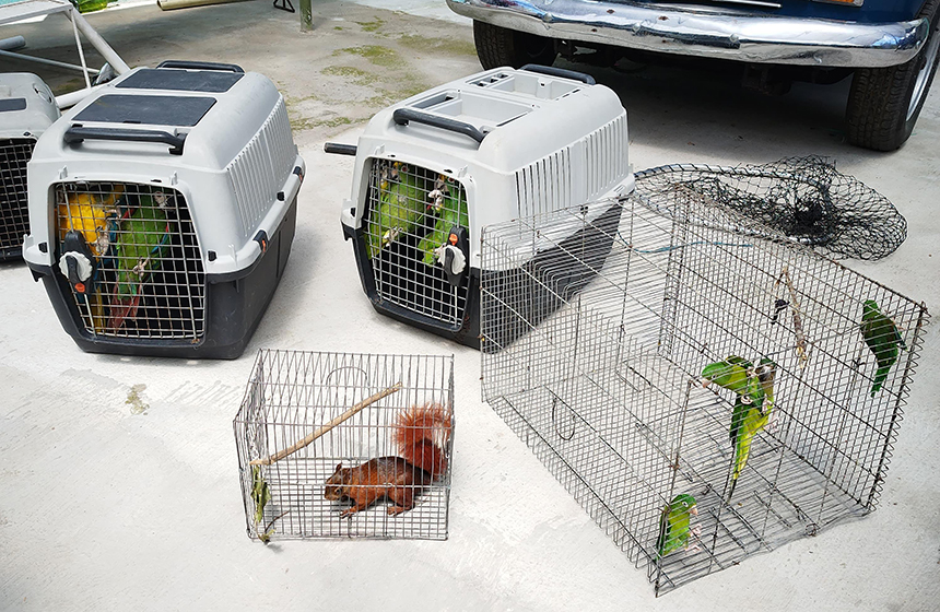 CDMB rescata 23 animales silvestres en operativo contra el cautiverio